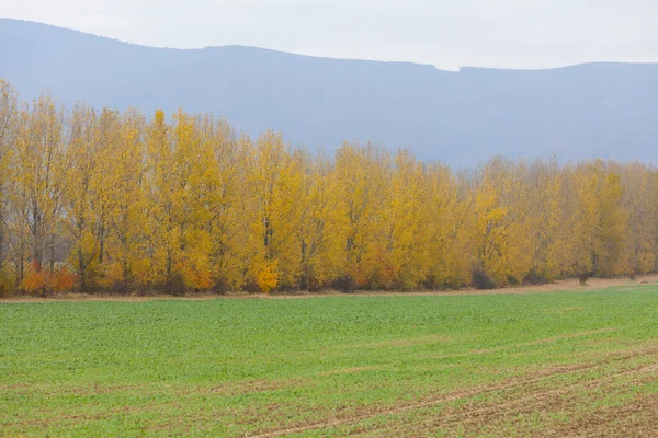 Podzimní krajina poblíž sobrance, Slovensko — Stock fotografie