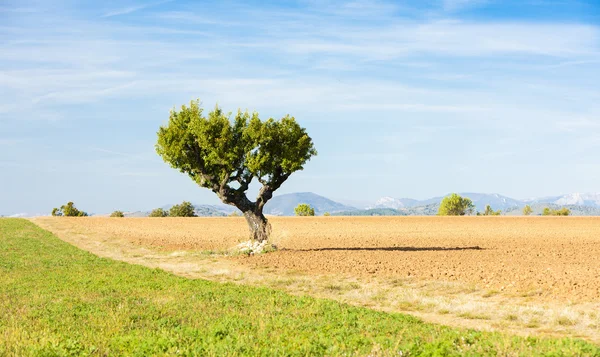 Fältet med ett träd — Stockfoto