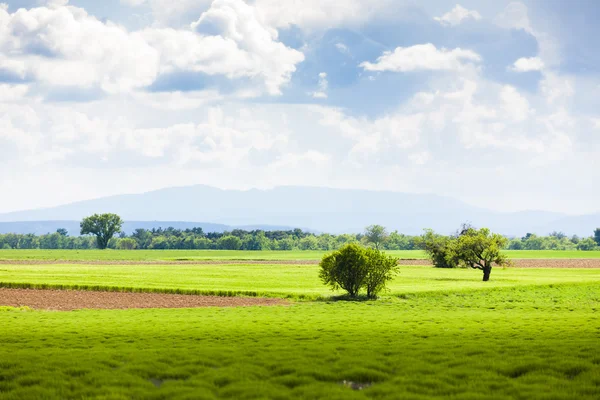 Jarní levandulové pole, plateau de valensole, provence, Francie — Stock fotografie
