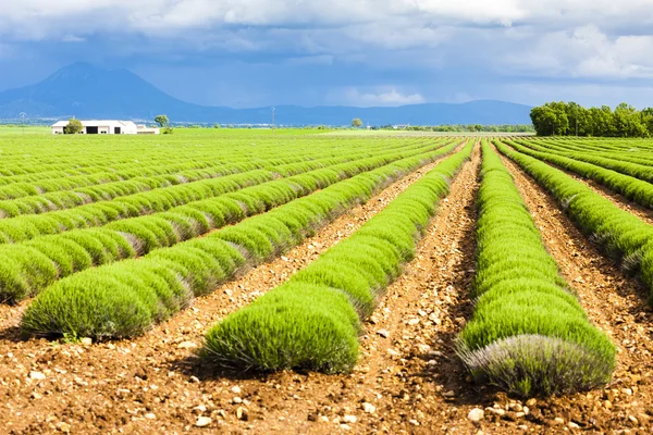 Lavendel veld, plateau de valensole, provence, Frankrijk — Stockfoto