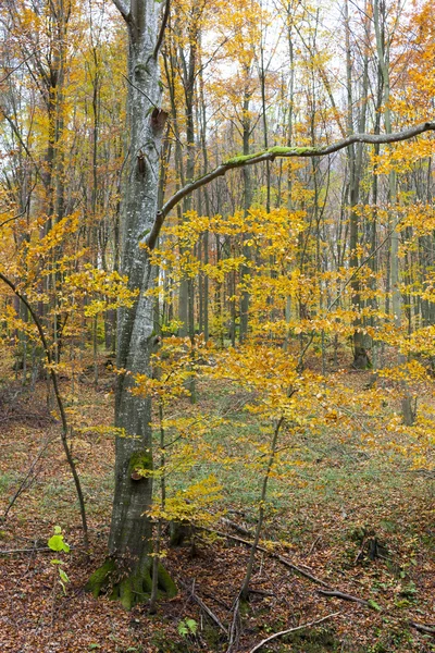 Forest in autumn, Slovakia — Stock Photo, Image