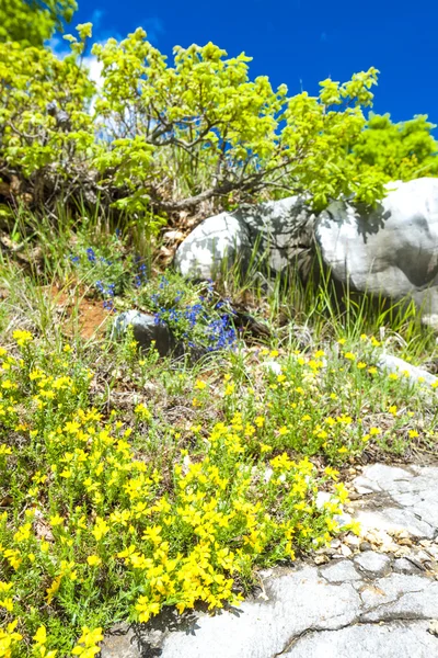 Spring vegetation in Verdon, Provence, France — Stock Photo, Image