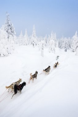 Sledge Dogging