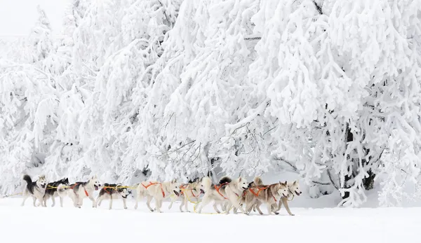 Sledge dogging — Stock Photo, Image