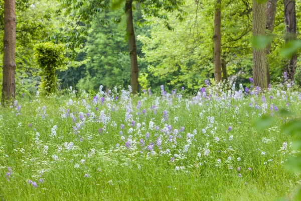 Blossom meadow in forest — Stock Photo, Image