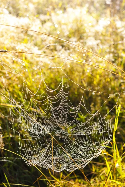 Toile d'araignée — Photo