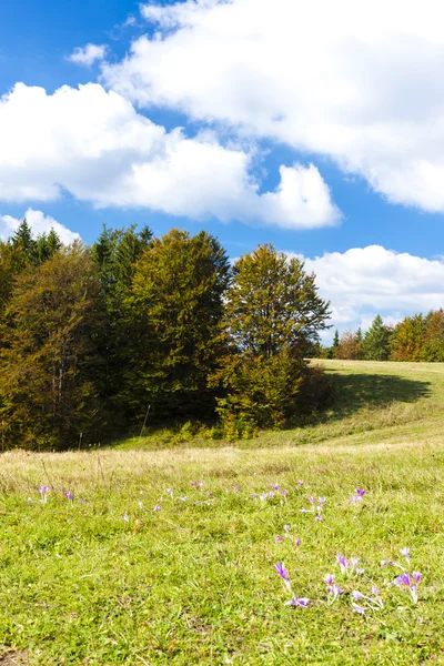 Meadow in blossom — Stock Photo, Image