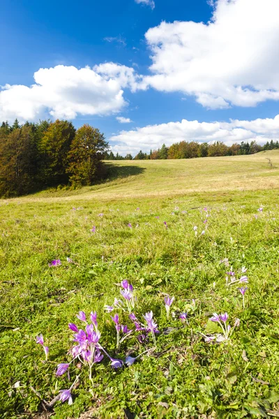 Meadow in blossom — Stock Photo, Image
