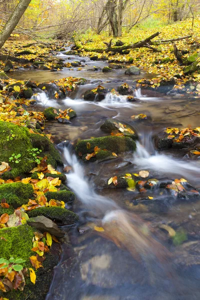 Brook in autumn — Stock Photo, Image