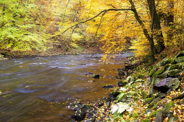 Río Metuje en otoño — Foto de Stock