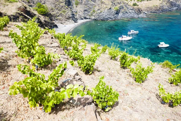 Vignoble sur Cap de Peyrefite — Photo