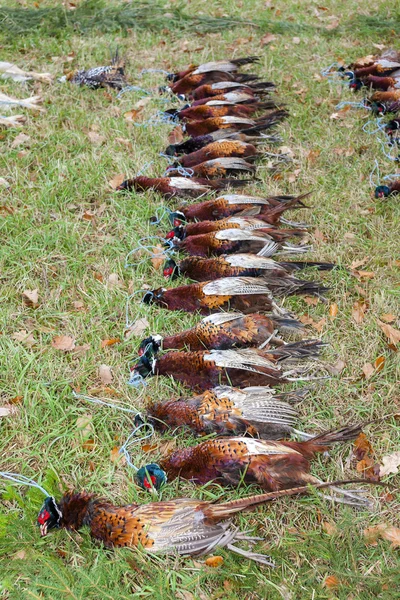 Caught pheasants — Stock Photo, Image