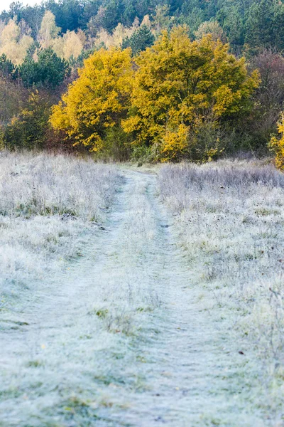 Vereiste Herbstwiese — Stockfoto