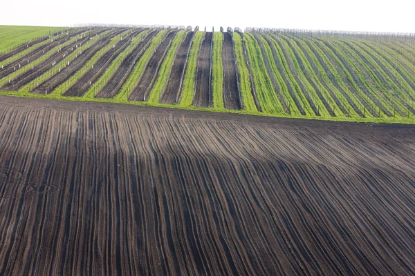 Vignobles avec champ, Moravie du Sud, République tchèque — Photo