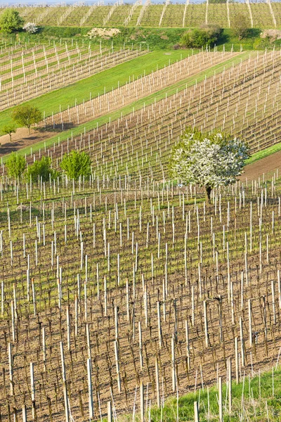 Viñedos de primavera, sur de Moravia, República Checa — Foto de Stock