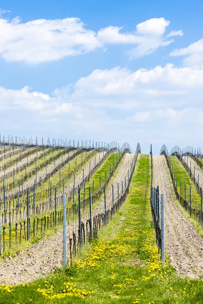 Spring vineyards, Southern Moravia — Stock Photo, Image