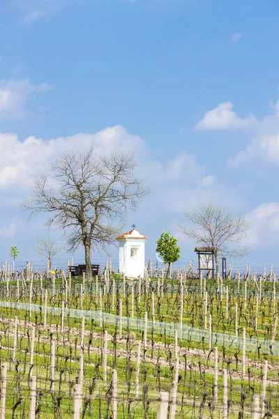 Wiosna winnice w pobliżu nemcicky — Zdjęcie stockowe