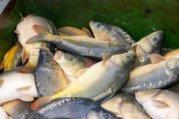 Fångad fisk — Stockfoto