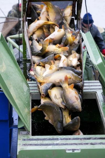 Peixes capturados — Fotografia de Stock