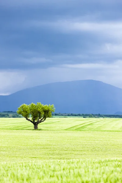 Campo de primavera con un árbol, Plateau de Valensole, Provenza, Francia —  Fotos de Stock