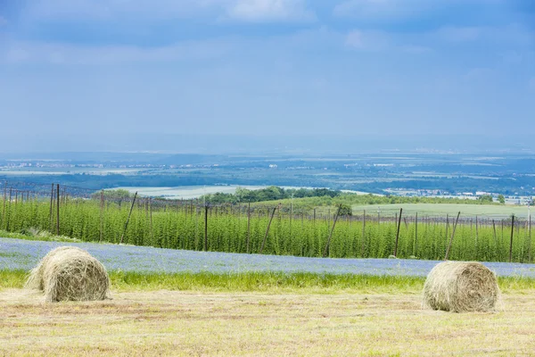 Landscape with hops garden — Stock Photo, Image