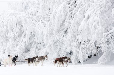Köpek Sledding gezisi