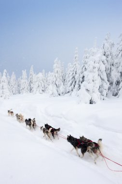 Köpek Sledding gezisi