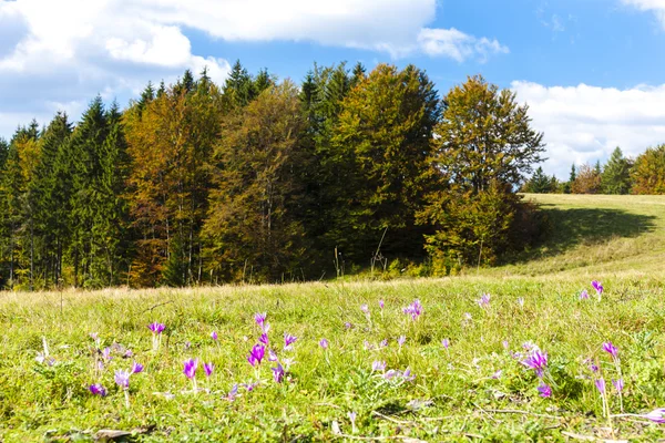 スロバキア タトリ Nizke (低タトラ山脈)、花の草原 — ストック写真