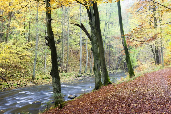 Río Metuje en otoño — Foto de Stock