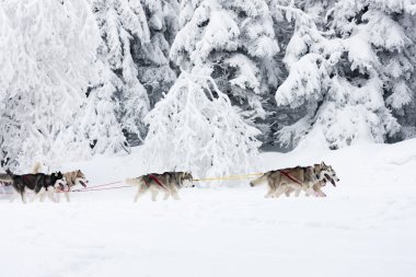 Sledge Dogging