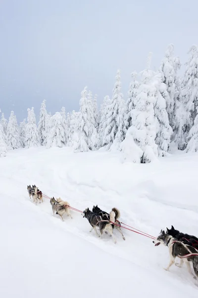 Sledge Dogging — Stok fotoğraf