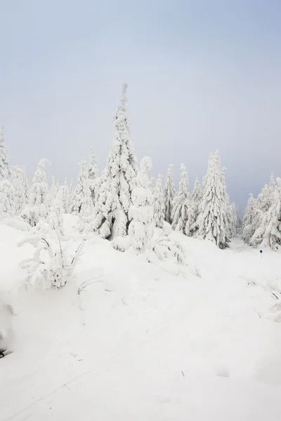 Talvi maisema — kuvapankkivalokuva