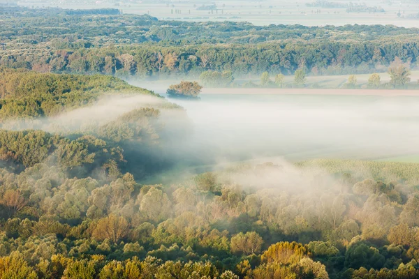 Őszi erdőben a ködben — Stock Fotó