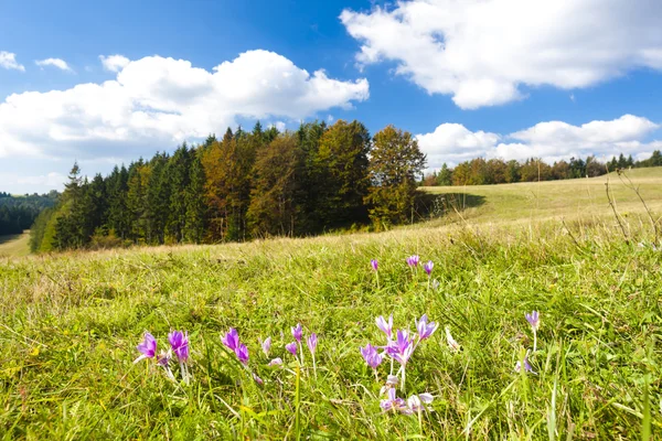 Äng i blossom — Stockfoto