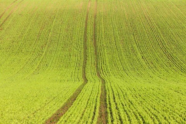 Campo de primavera —  Fotos de Stock