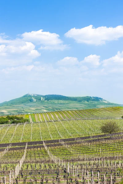 Vinhedo da Primavera — Fotografia de Stock