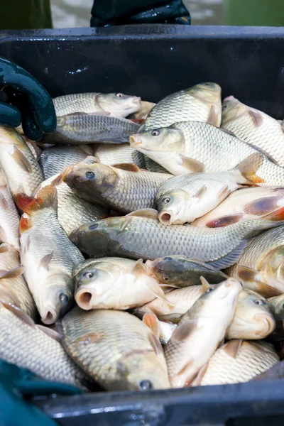 Harvesting pond — Stock Photo, Image