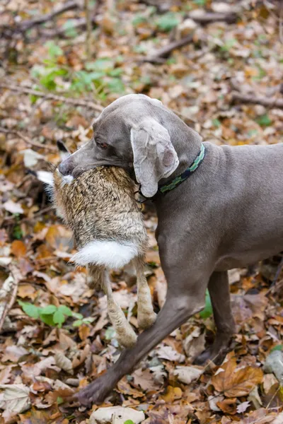 Perro de caza con una captura — Foto de Stock