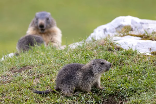 Marmot Tignes Tarentaise Valley Department Savoie Auvergne Rhone Alpes Region — стокове фото