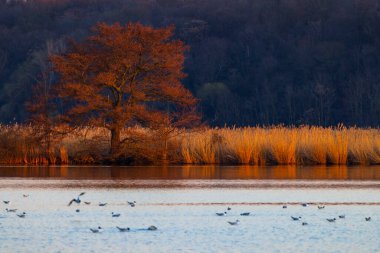 Siyah başlı martı, Jaroslavice göleti, Znojmo bölgesi, Güney Moravya, Çek Cumhuriyeti