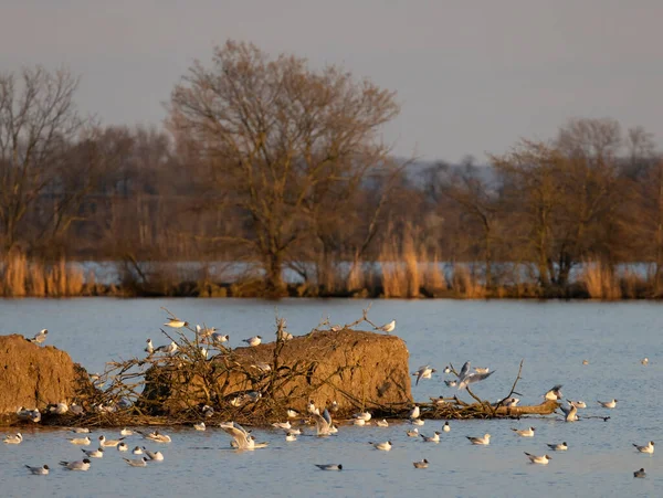 黒頭のカモメ ヤロスラヴィツェ池 ズノイモ地域 南モラヴィア チェコ共和国 — ストック写真