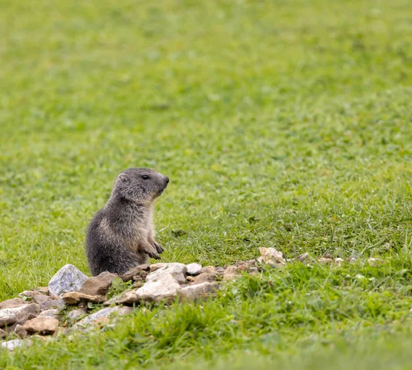 Marmot Koło Tignes Dolina Tarentaise Departament Savoie Region Auvergne Rhone — Zdjęcie stockowe