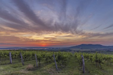 Palava, Güney Moravya, Çek Cumhuriyeti 'nin altındaki üzüm bağlarında gün doğumu