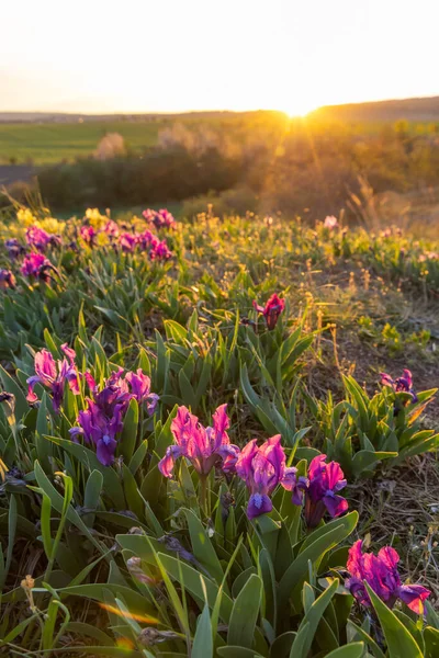 Dwarf Iris Pusty Kopec Konic Znojmo Southern Moravia Czech Republic — Stock Photo, Image