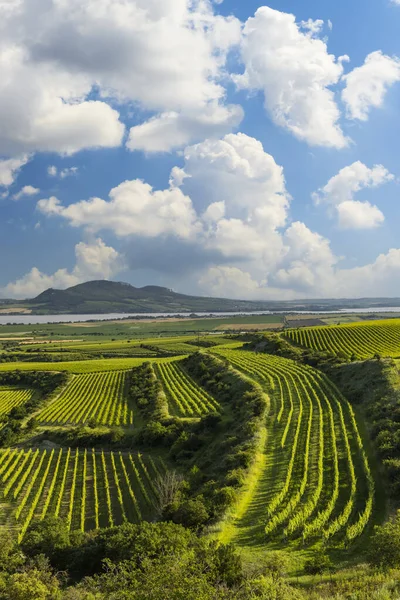 Виноградники Палавой Южная Моравия Чехия — стоковое фото