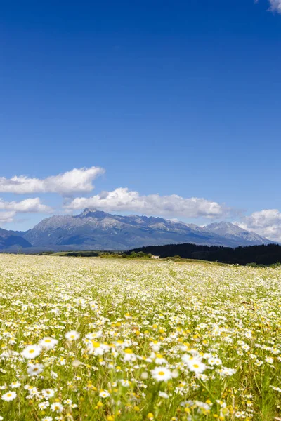Blooming Meadow High Tatras Slovakia — Stock Photo, Image