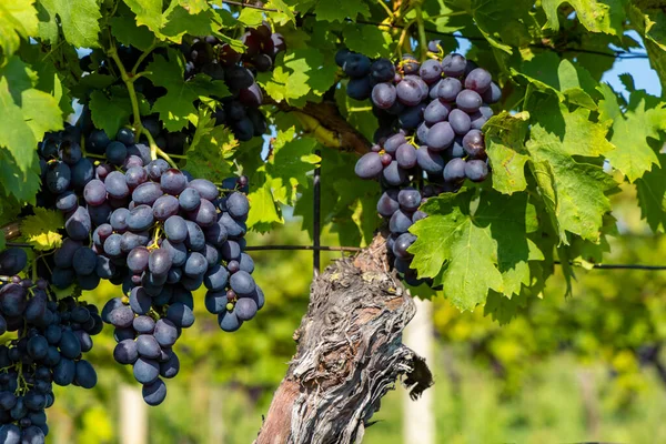 Uvas Morávia Sul República Checa — Fotografia de Stock