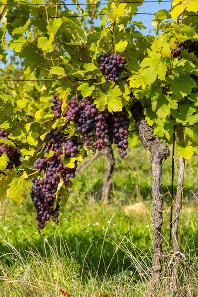 Reife Trauben Südmähren Tschechische Republik — Stockfoto