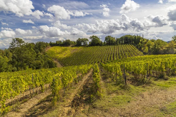 Vignobles Les Célèbres Toscane Près Ville Montalcino Italie — Photo