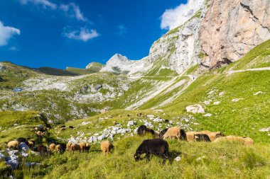 Mangart yakınlarındaki koyun sürüsü, Triglav Ulusal Parkı, Slovenya